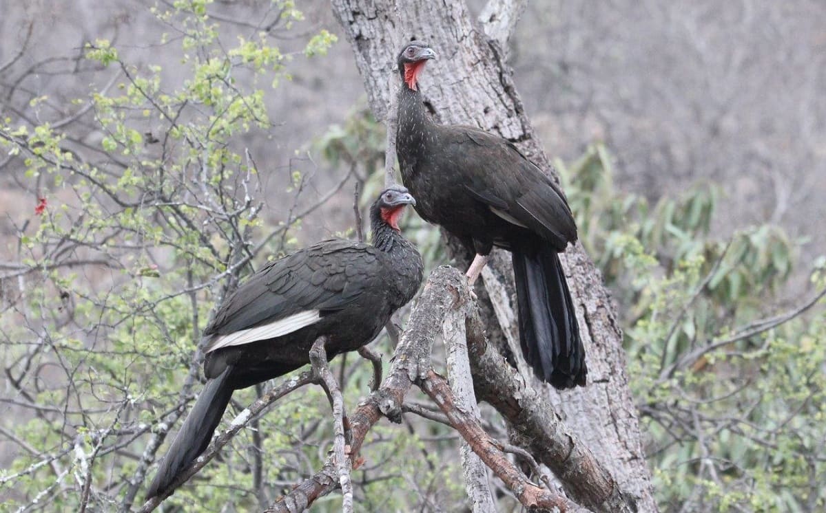 Chaparri ecological reserve