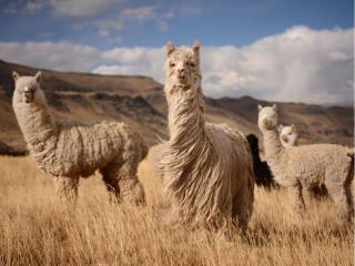 7 native species of Peru that you should know