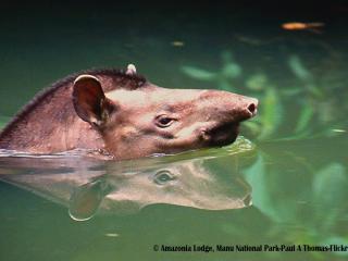 Amazon Jungle Tours Peru | Jungle Expeditions Peru