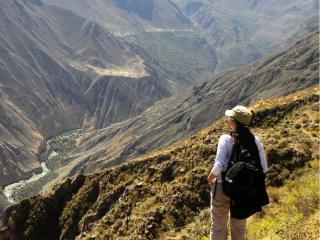 Condor in the Colca Canyon Arequipa