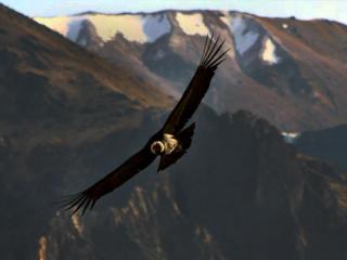 Cusco Condor Canyon