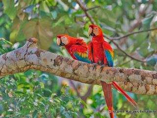 Manu National Park: The jewel of the Peruvian Amazon