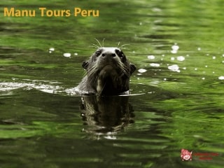 Manu Tours Peru