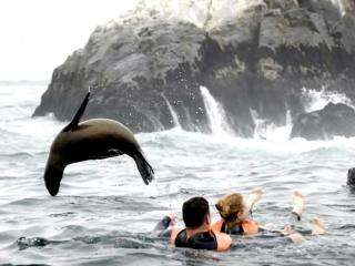 Palomino Islands, to swim with sea lions