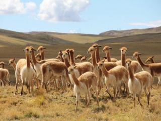 Pampa Galeras National Reserve: the refuge of the remarkable vicuna.