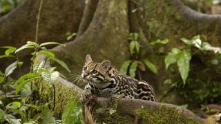 Amazon Rainforest | Amazon Jungle Tours Peru