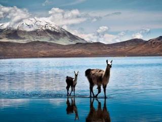 Salinas and Aguada Blanca: discover this Arequipa National Reserve