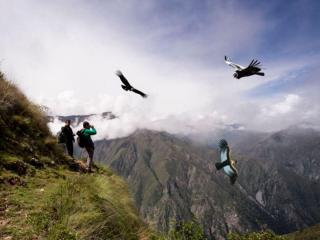 The spectacular flight of the condor at the Chonta Viewpoint!