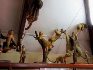 Zoology Museum of the National Agrarian University of the Jungle